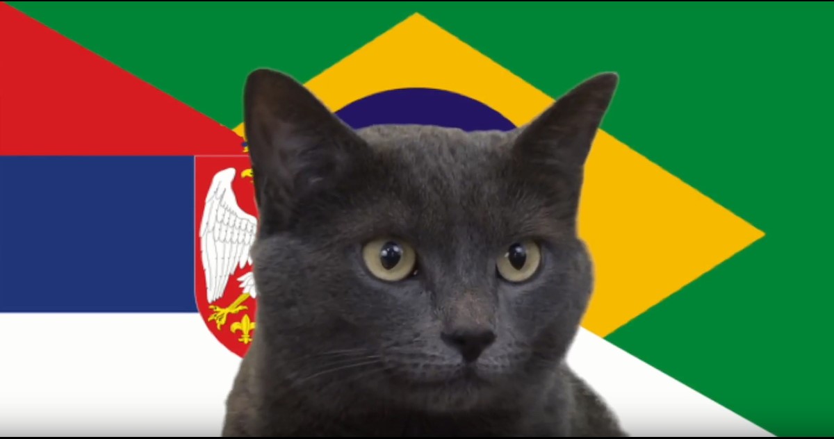 Mèo tiên tri đưa ra dự đoán kết quả Brasil vs Serbia tại World Cup 2022 